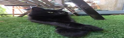 Mixed Breed cats for sale: Calm & Peaceful Male Adult Cat Needs New Home - Advert 5