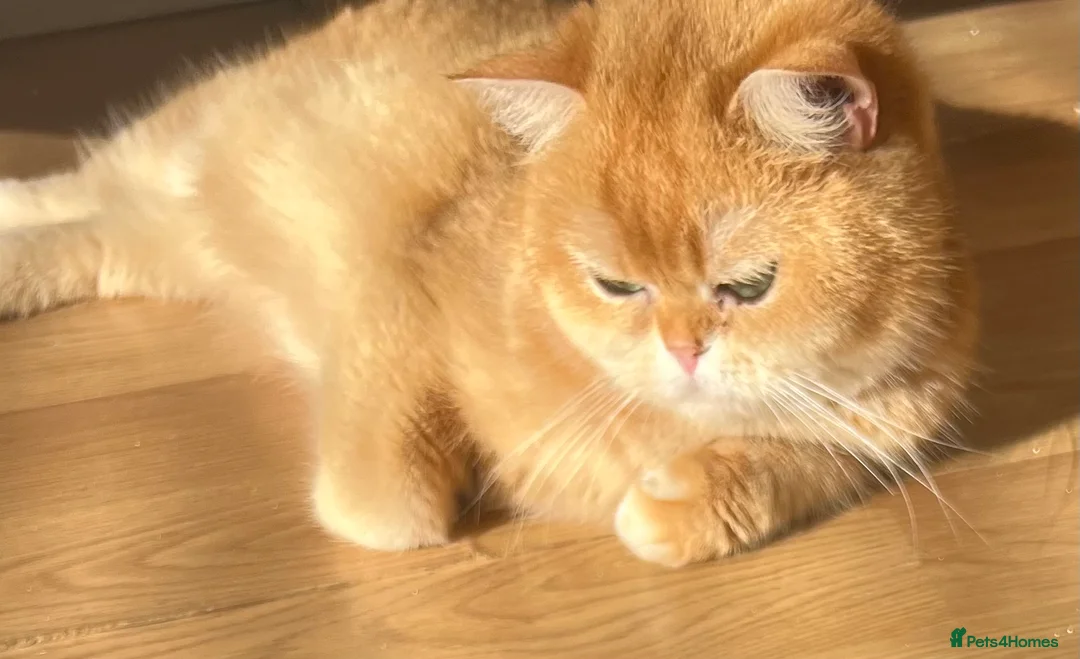 British Shorthair cats for sale: 🏆 Golden NY12 British Shorthair Girl 🏆 - Advert 2