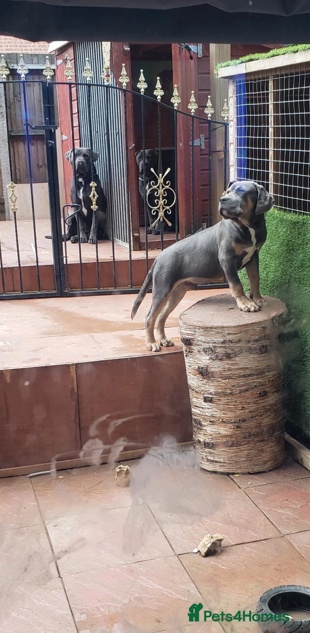 Cane Corso dogs for sale: Cane corso blue in Gillingham - Advert 2