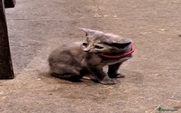 Mixed Breed cats for sale: Gorgeous Kittens - Image 12