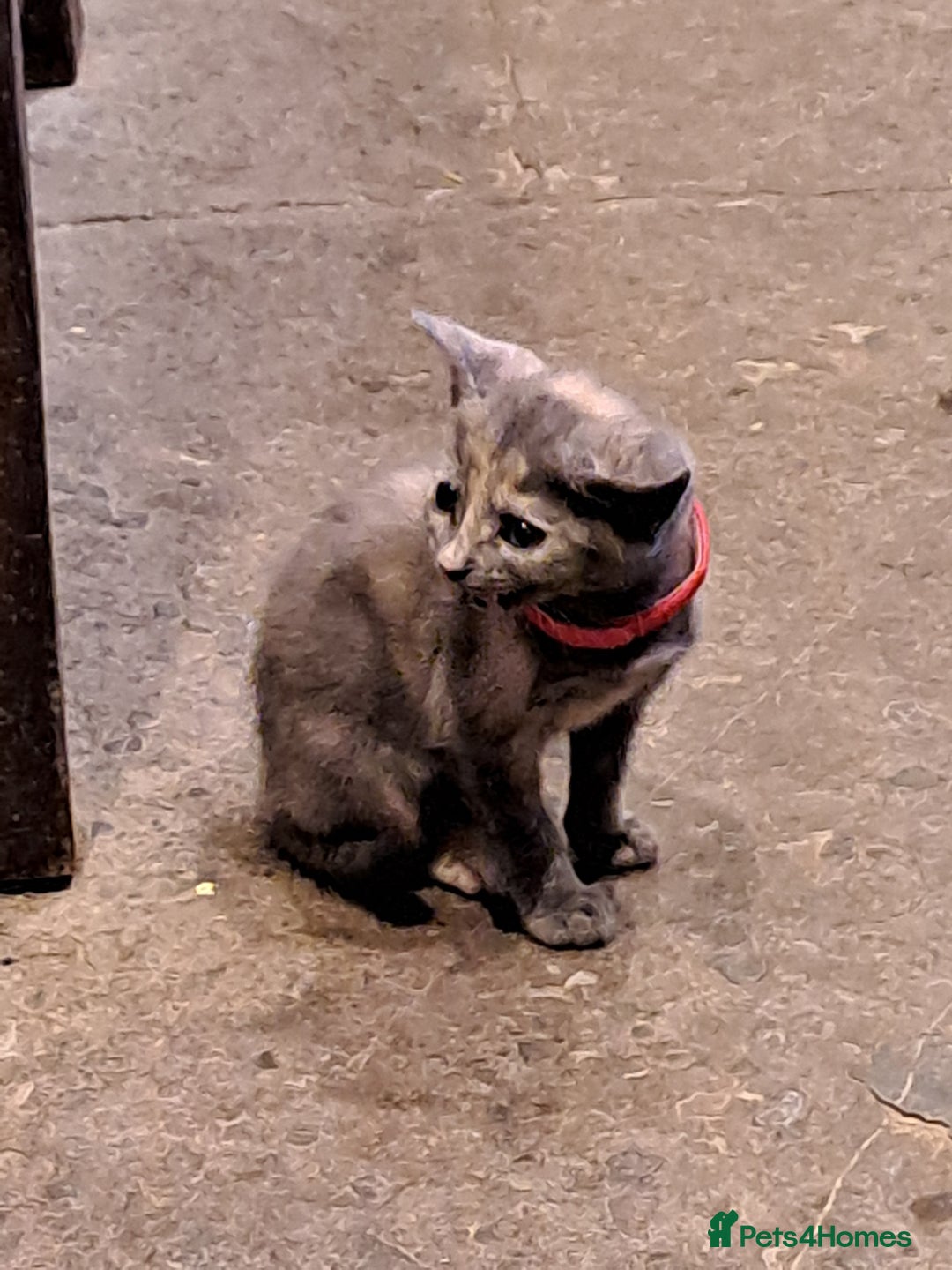 Mixed Breed cats for sale: Gorgeous Kittens - Image 12