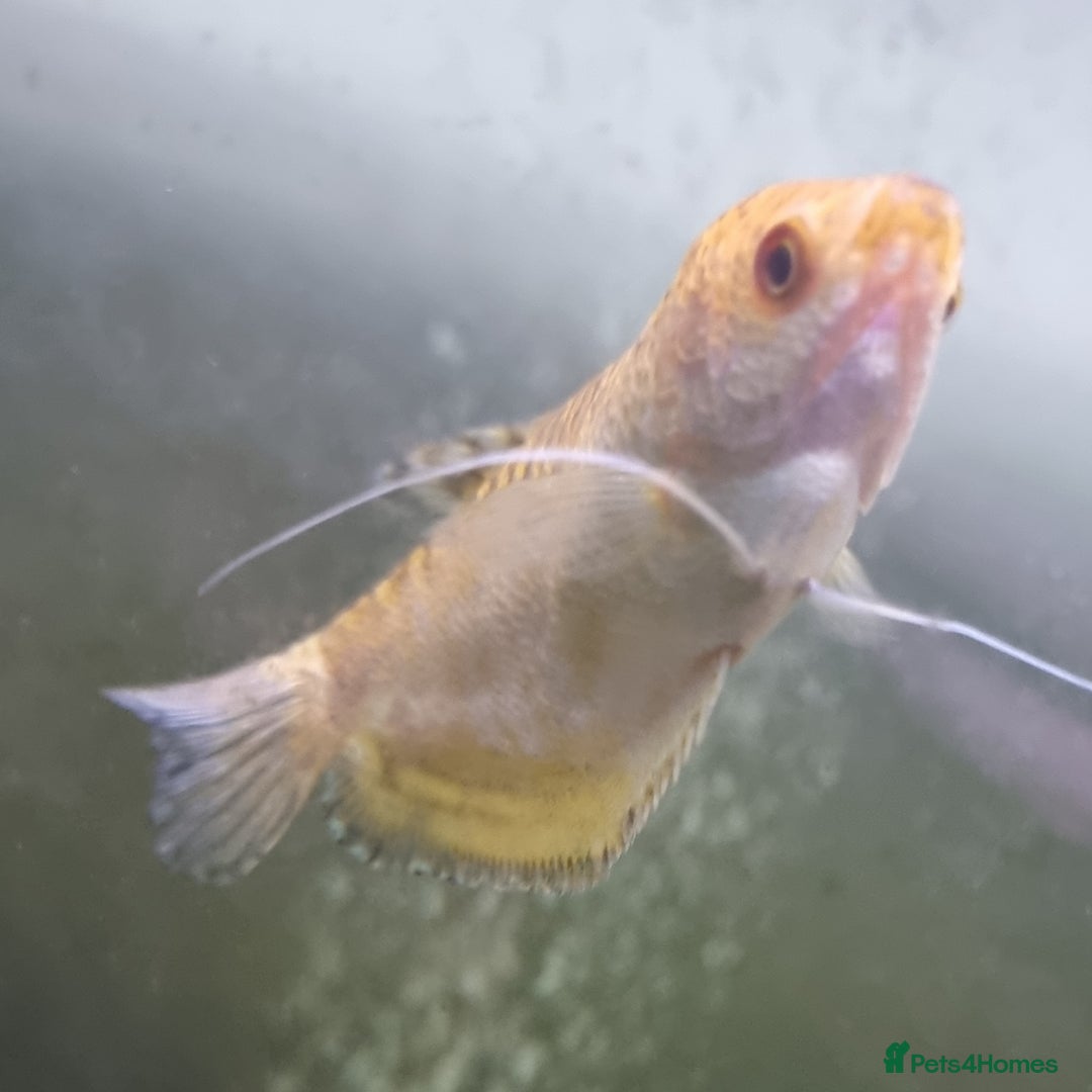 Other/Mixed Breed fish for sale: Fish For Sale - Image 5