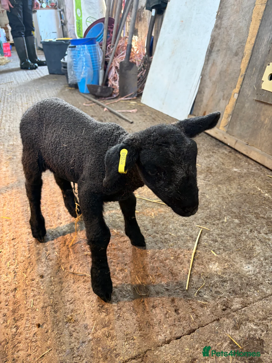 Sheep livestock for sale: Cade lambs for sale - Advert 5