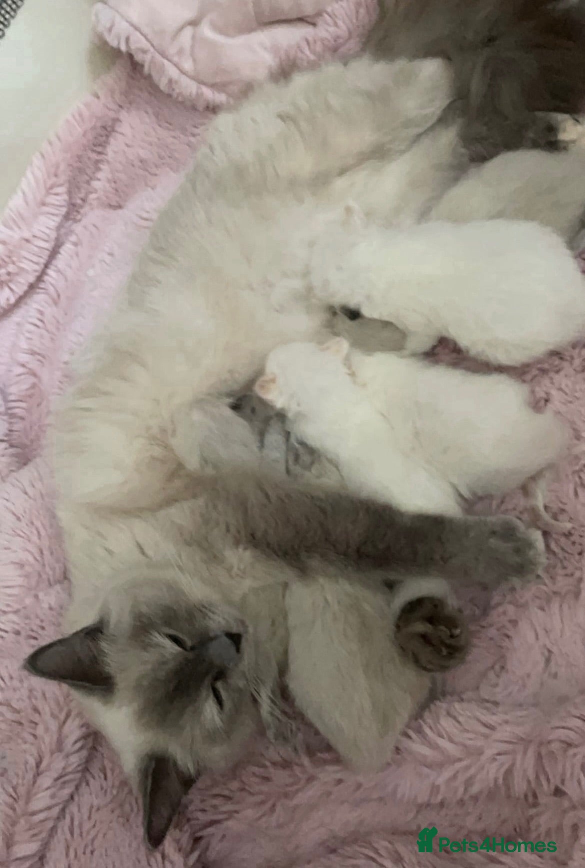 Ragdoll cats 3 stunning ragdoll girls available  - Advert 3