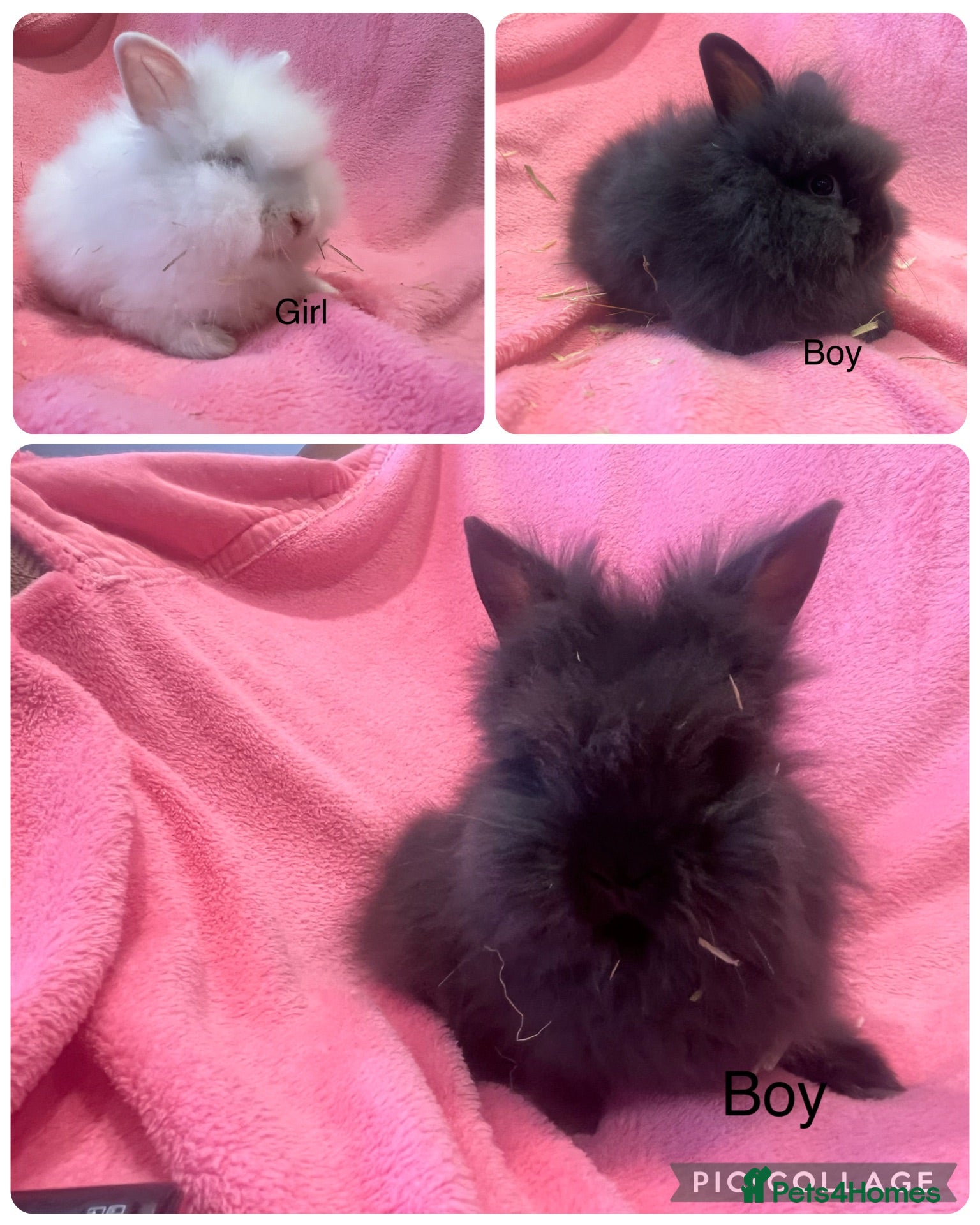 Lionhead rabbits Mini double maned lionheads  - Advert 1