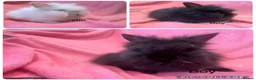Lionhead rabbits for sale: Mini double maned lionheads  - Advert 1