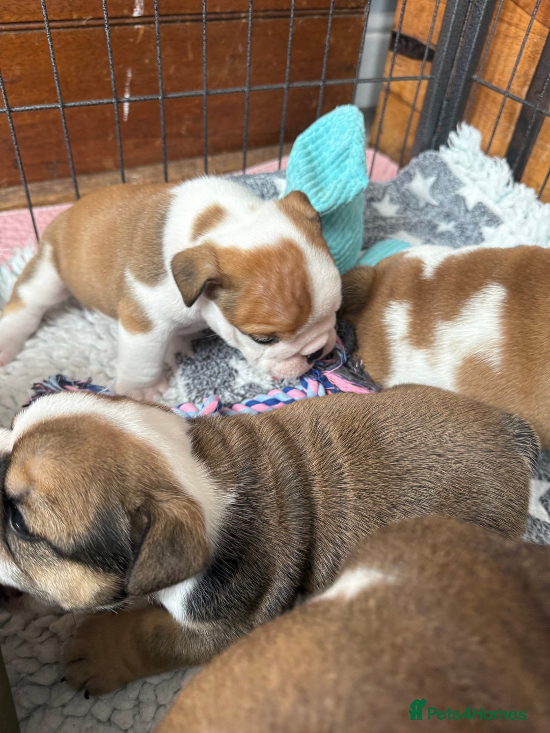 English Bulldog dogs for sale: KC Reg English Bulldog Pups - Image 3