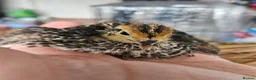 Quail poultry for sale: Various aged quails - Advert 6