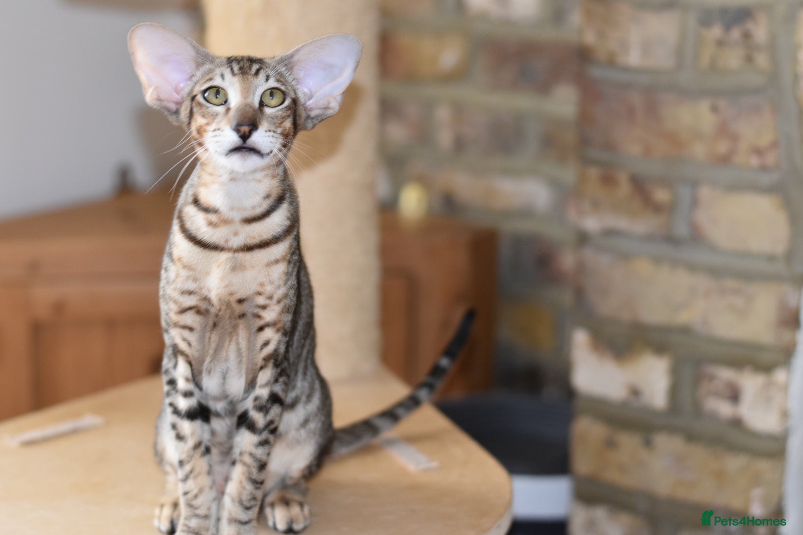 Oriental cats OSH black tabby female  - Advert 2
