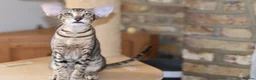 Oriental cats for sale: OSH black tabby female  - Advert 1
