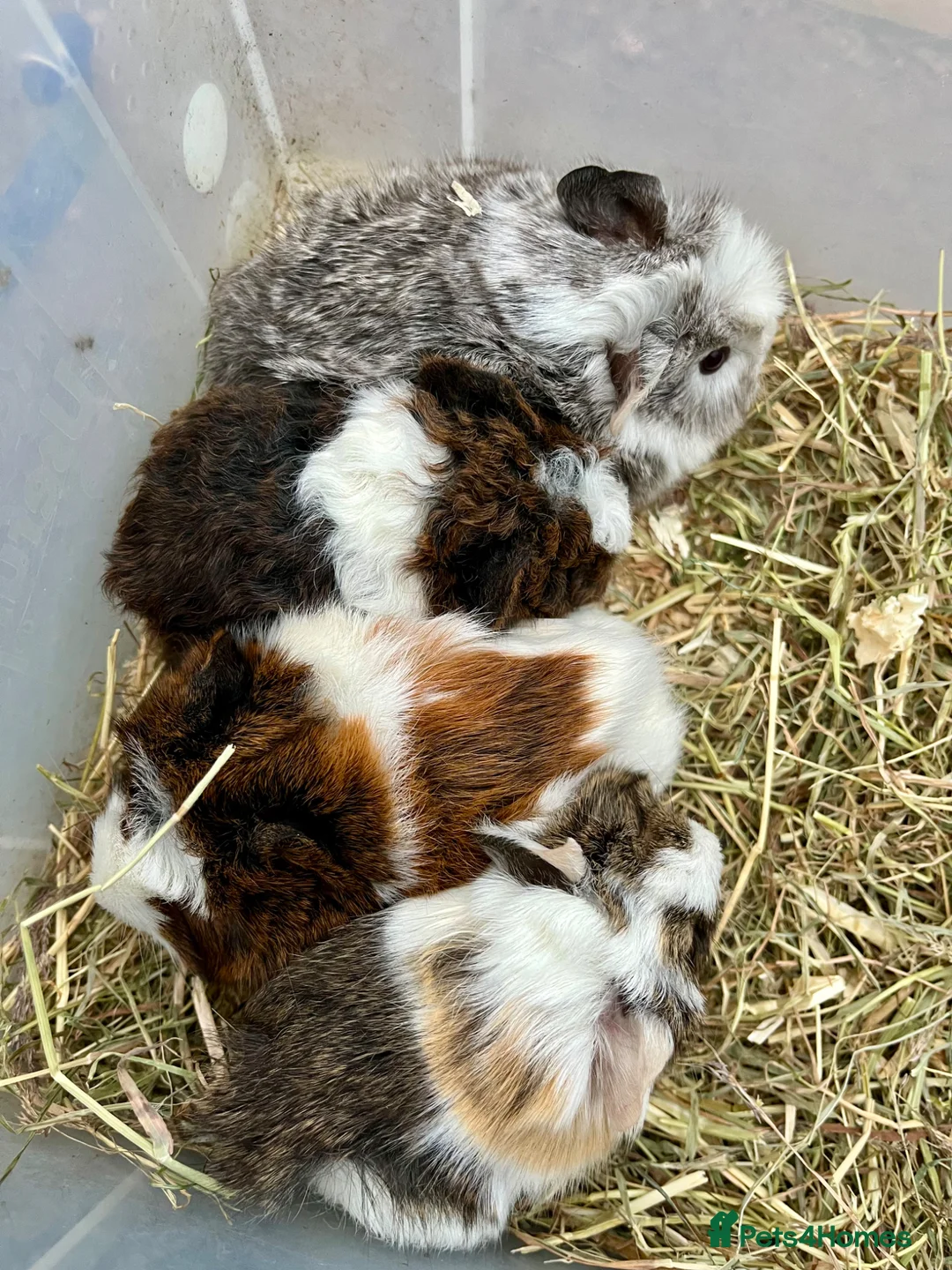 Guinea Pig rodents for sale: Guinea pig babies . Mixed breeds  - Advert 1
