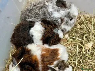 Guinea Pig rodents Guinea pig babies . Mixed breeds - Advert 1