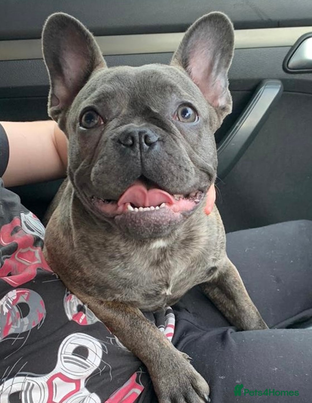 Mixed Breed dogs for sale: French dash pups  - Advert 2