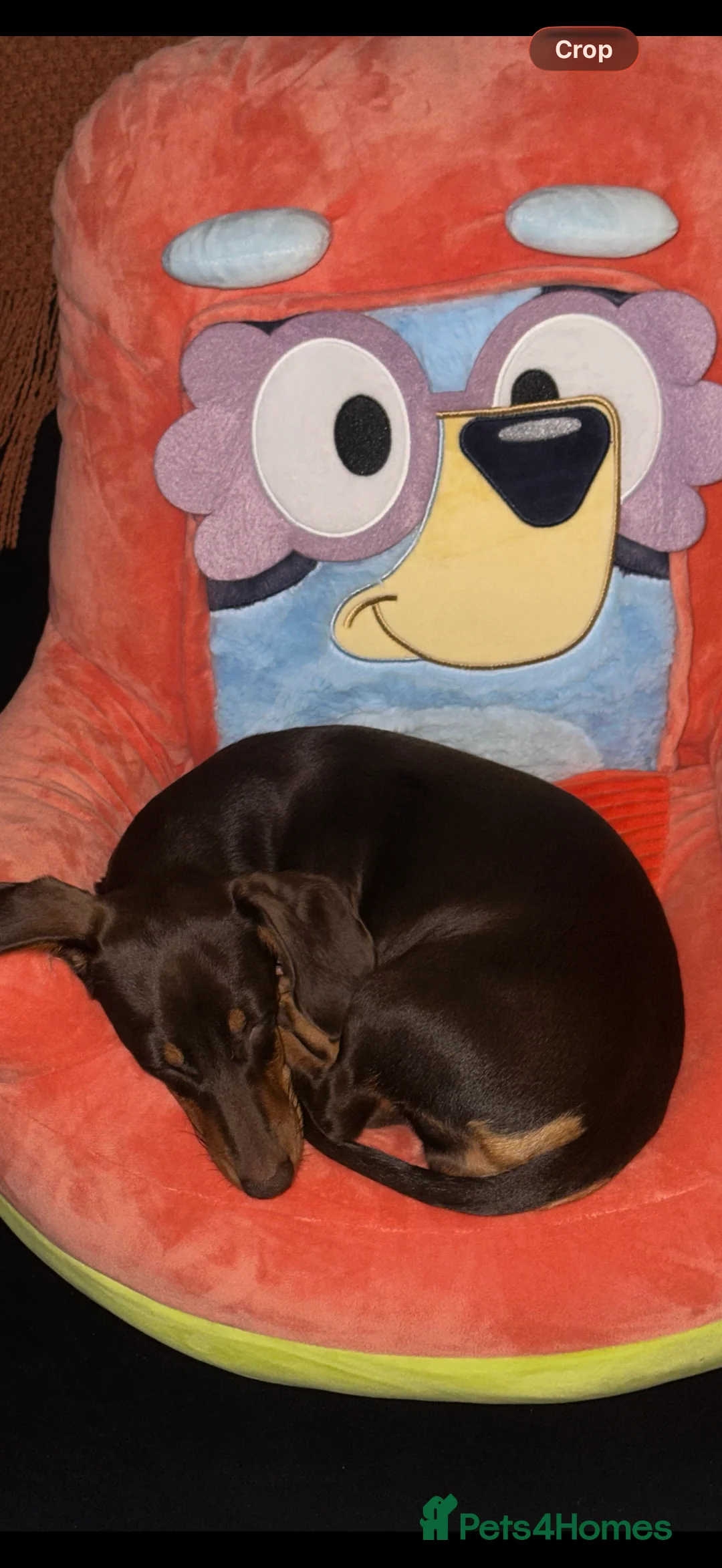 Miniature Dachshund dogs for sale: Mini dachshund chocolate and tan  - Advert 6