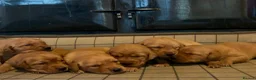 Goldador dogs for sale: Stunning Goldador puppies  - Advert 2