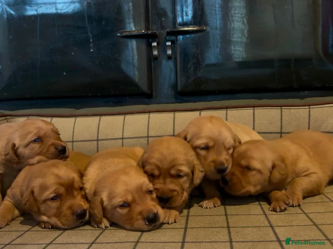 Goldador dogs for sale: Stunning Goldador puppies  - Advert 2