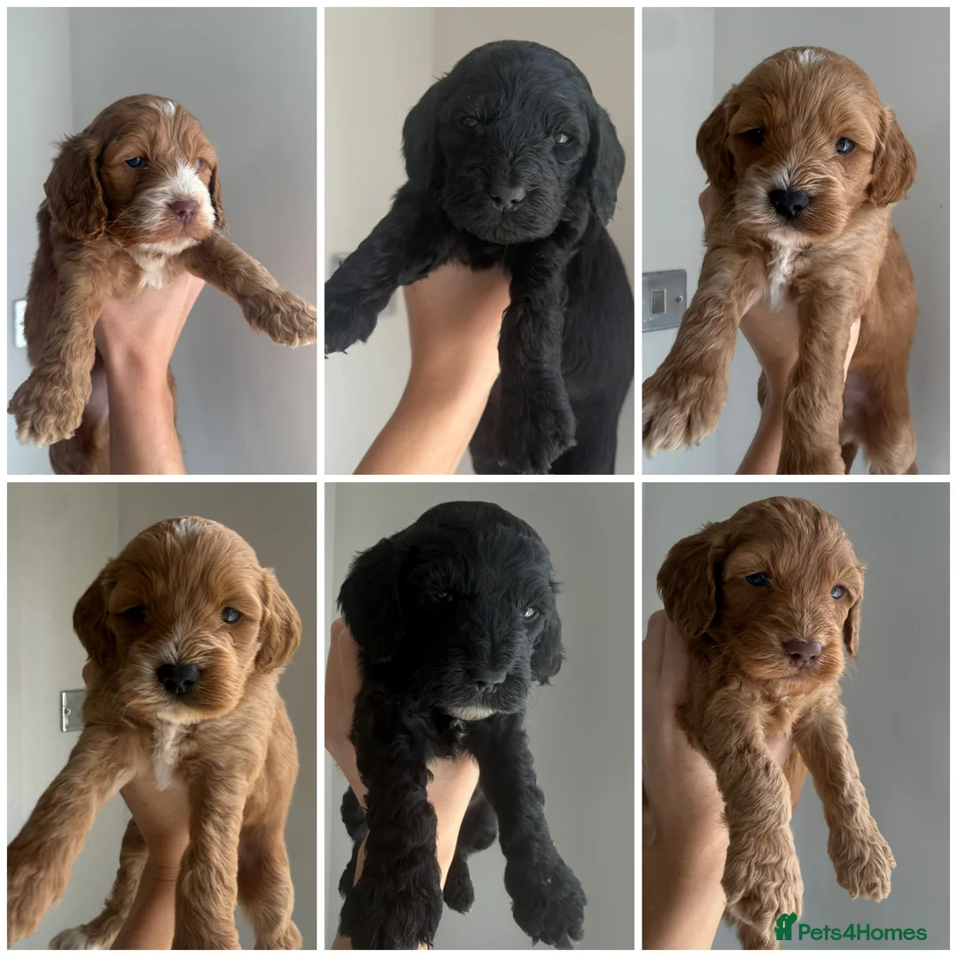 Cockapoo dogs for sale: READY TO LEAVE NOW F1 cockapoo puppies🌟🧬🐾 - Advert 2