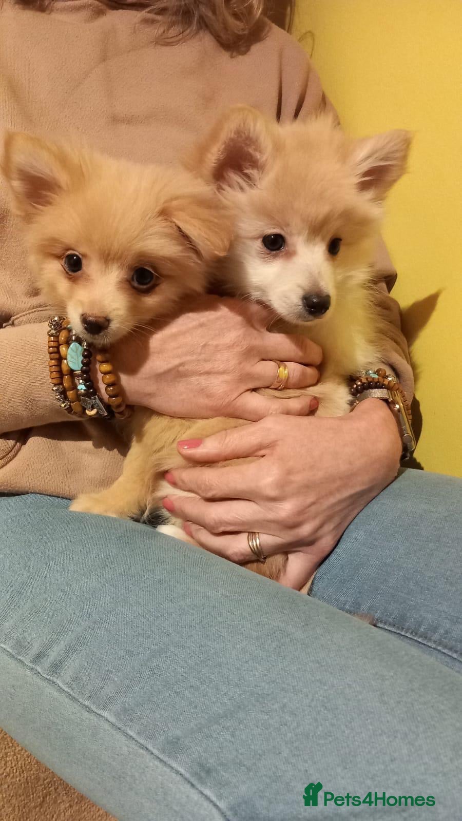 Pomsky dogs Amazing pomsky puppies - Advert 1