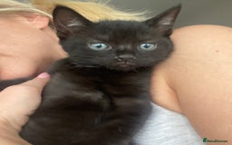 Mixed Breed cats for sale: 3 beautiful kittens for sale ready Friday 24/10 - Image 6