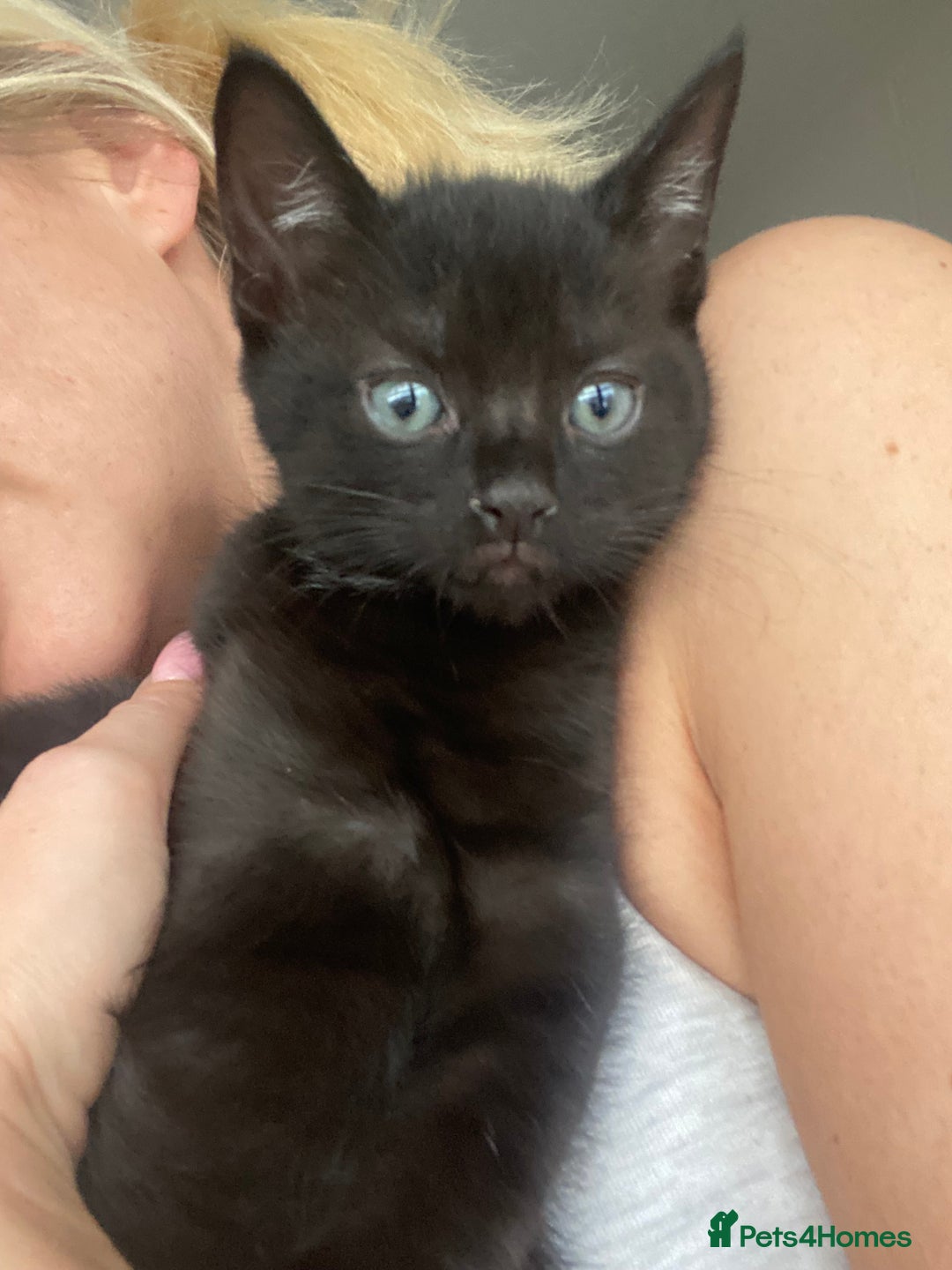Mixed Breed cats for sale: 3 beautiful kittens for sale ready Friday 24/10 - Image 6
