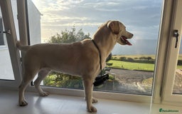 Labrador Retriever dogs for stud: White Labrador Stud – Smart & Loving Atlas - Image 1