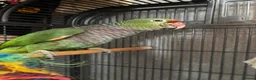 Parrots birds for sale: Vinaceous Amazon parrot in Manchester - Advert 4