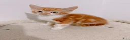 Mixed Breed cats for sale: Fiji, Ginger and white male kitten - Advert 3