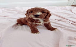 Cockapoo dogs for sale: Gorgeous Cockapoo Puppies  - Image 9
