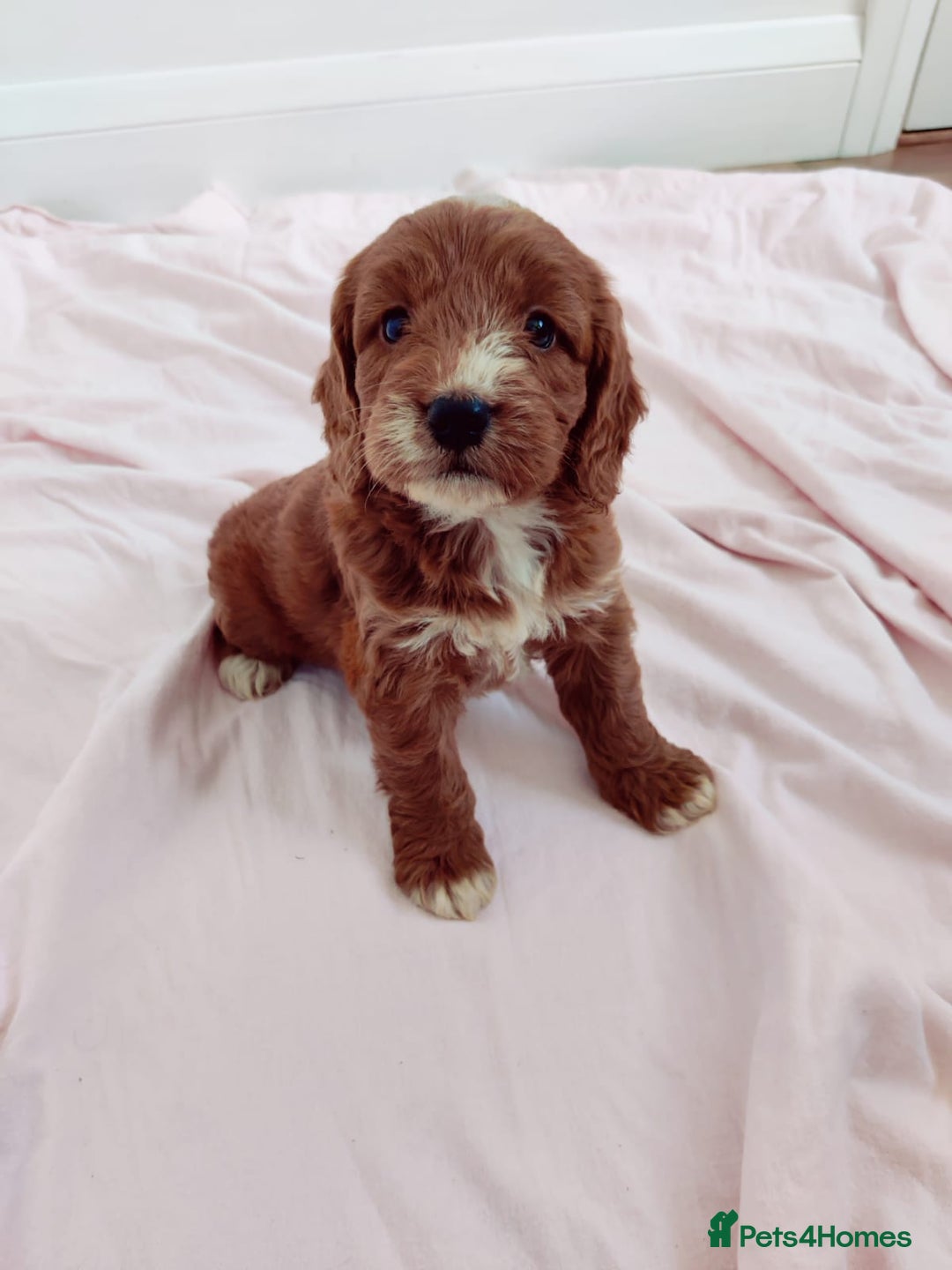 Cockapoo dogs for sale: Gorgeous Cockapoo Puppies  - Image 9