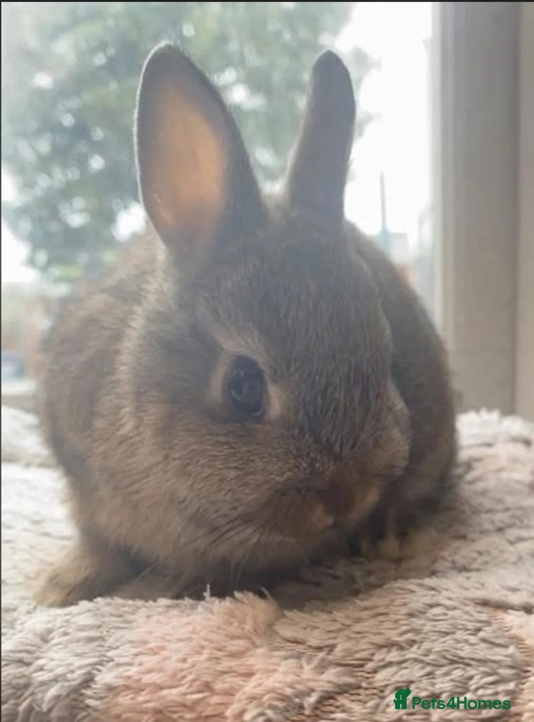 Netherland Dwarf rabbits for sale: Gorgeous netherland dwarf boys available in Stanley - Advert 2