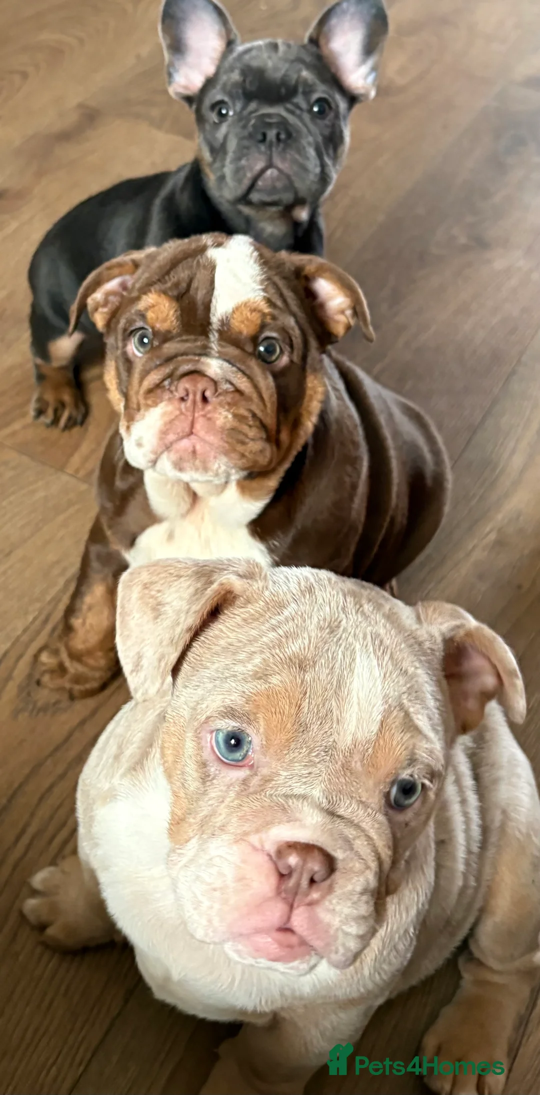 English Bulldog dogs for sale: beautiful english bulldogs for sale  - Advert 4