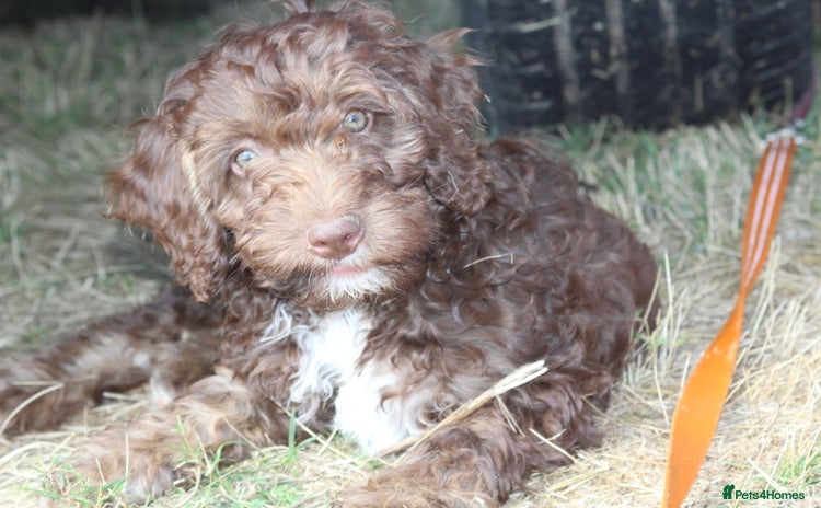 Australian Labradoodle dogs - Advert 3
