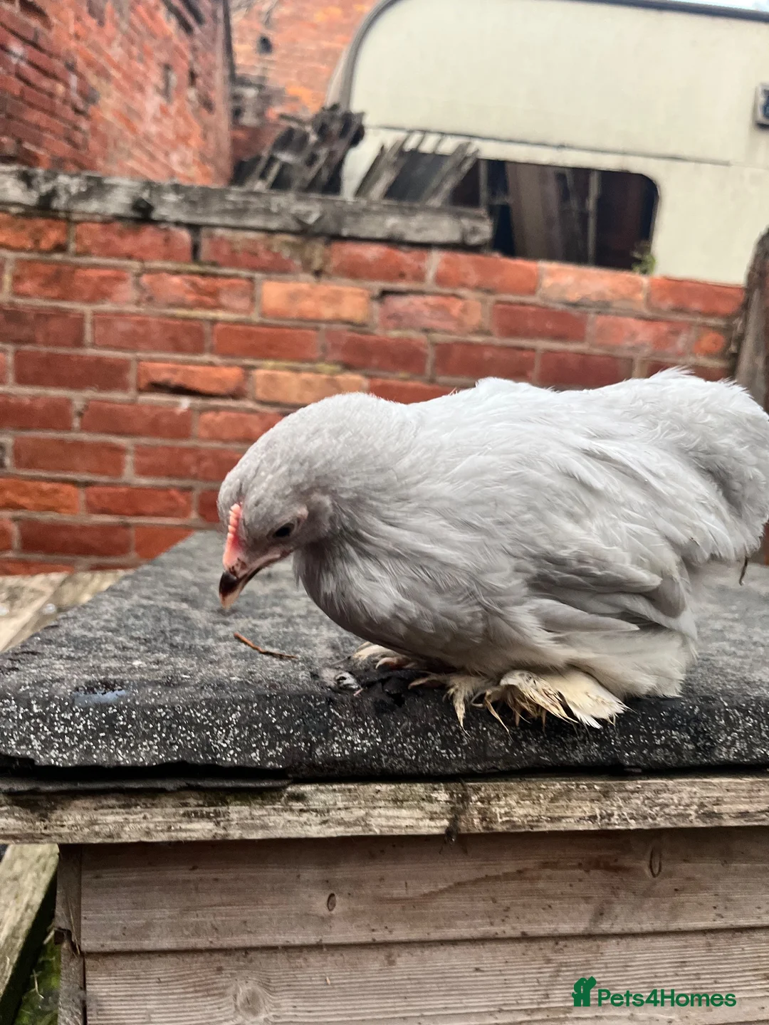 Turkeys poultry for sale: Lavender Pekin Bantam Pullets + Cockerels - Advert 17