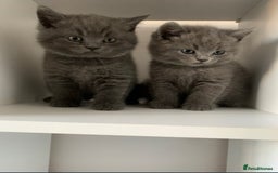 British Shorthair cats for sale: Beautiful British shorthair boys READY TO GO - Image 4