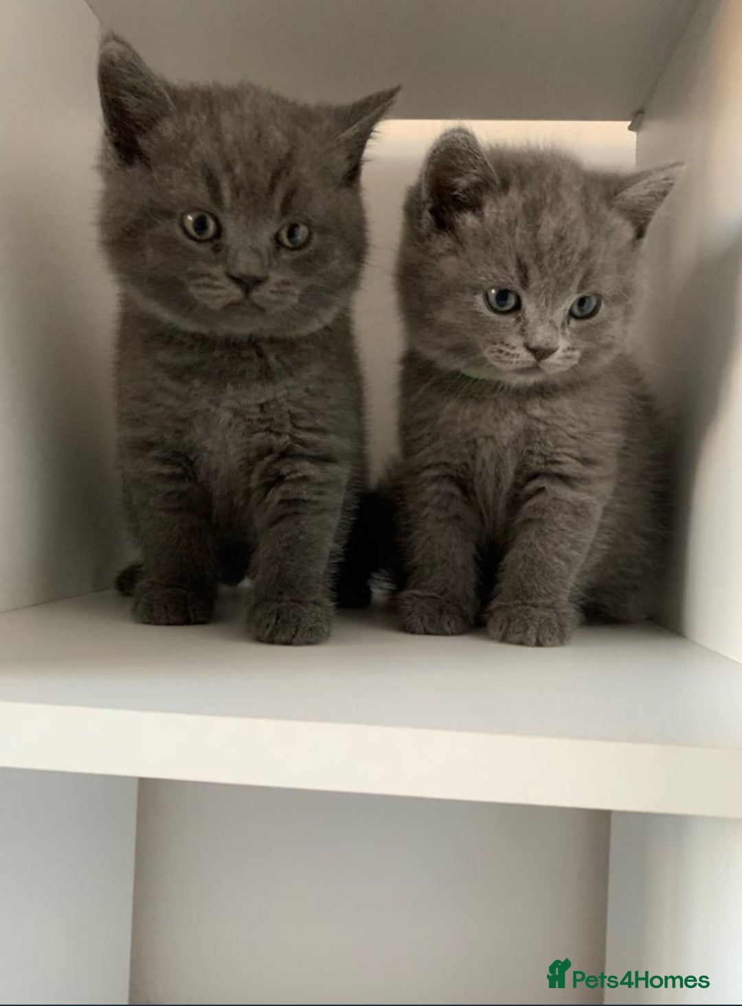 British Shorthair cats for sale: Beautiful British shorthair boys READY TO GO - Image 4