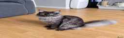 Maine Coon cats for sale: ¾ Maine coon kittens  - Advert 12