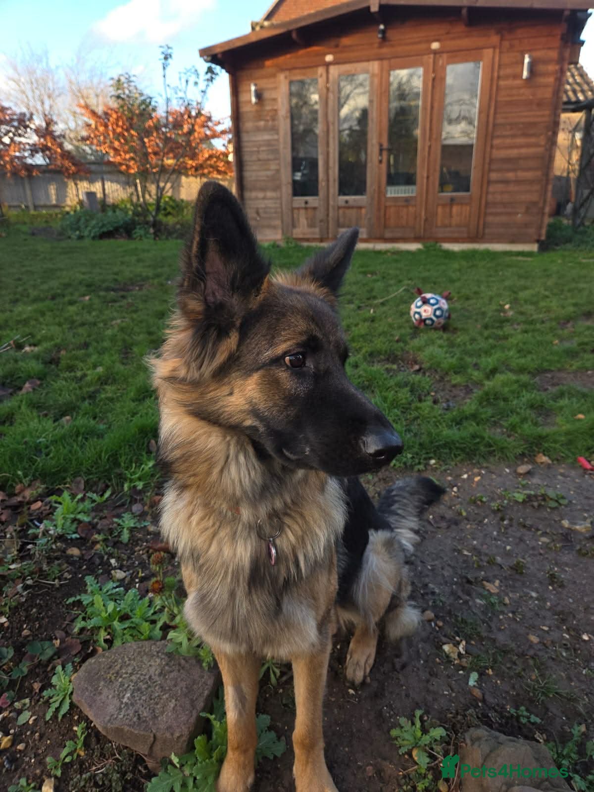 German Shepherd dogs Beautiful Female 15 Month Old German Shepard.   - Advert 3