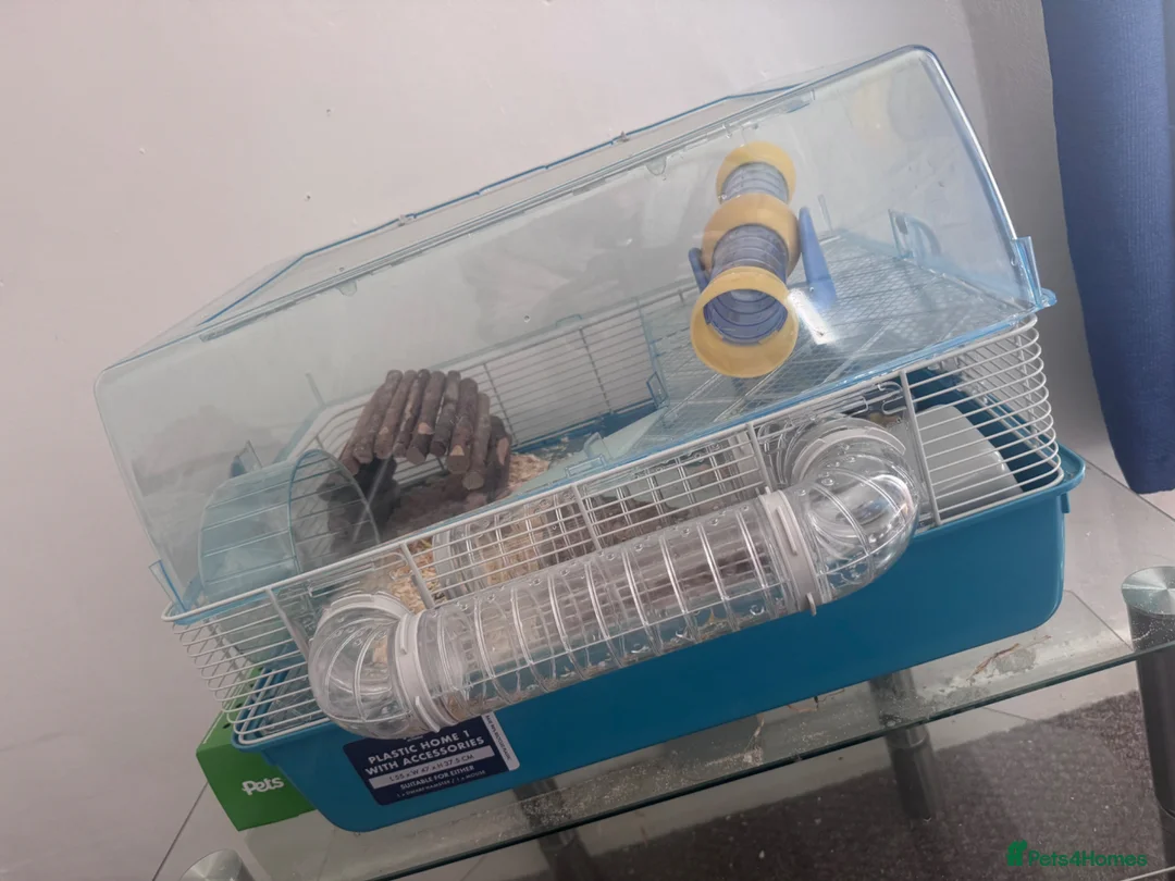 Hamster rodents for sale: Hamster & cage with toys & food  in Ammanford - Advert 2