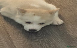 Siberian Husky dogs for sale: Adorable Husky Puppies  - Image 11