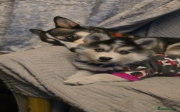 Pomsky dogs for sale: Pomsky F3 Pups -Read Descp - Image 7