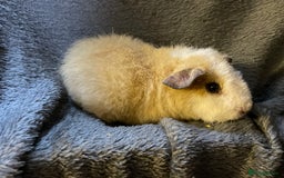 Guinea Pig rodents for sale: Pure breed baby guineapig boys - Image 2
