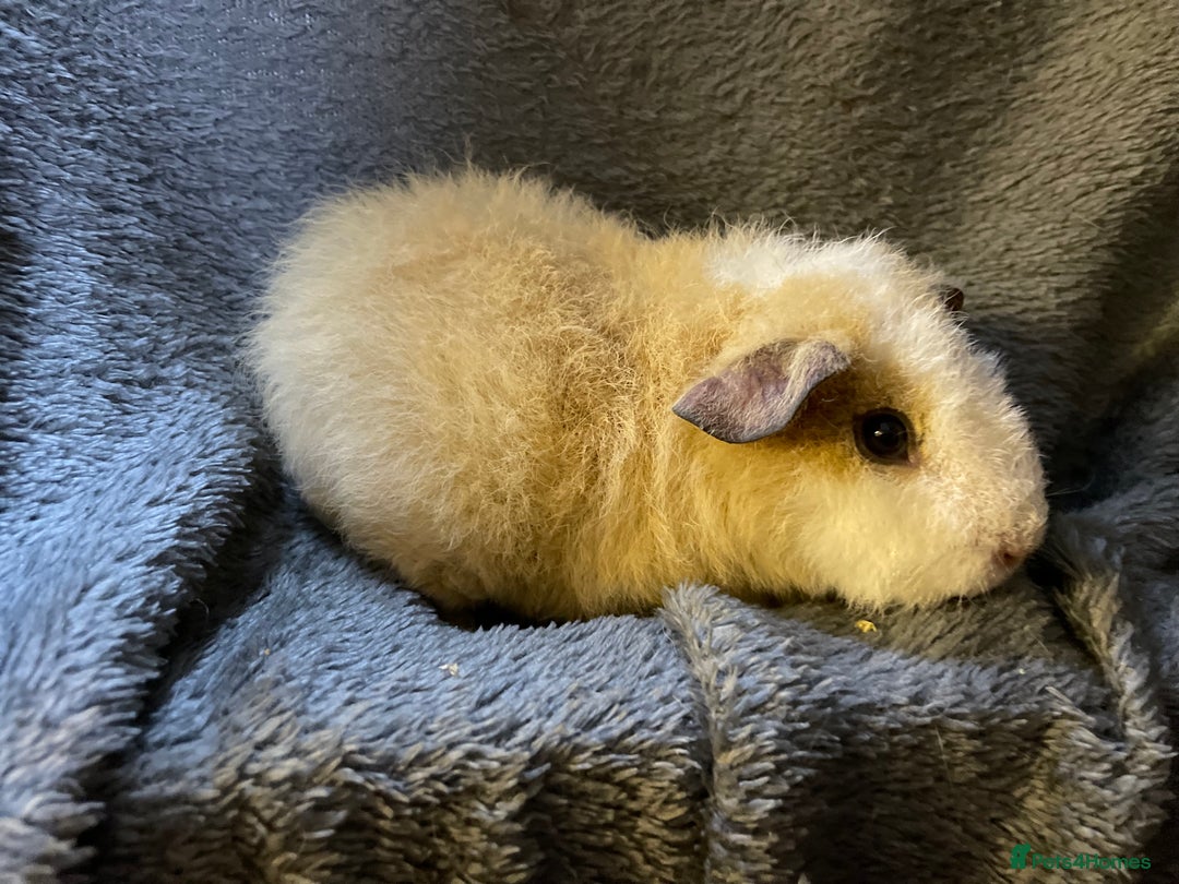 Guinea Pig rodents for sale: Pure breed baby guineapig boys - Image 2
