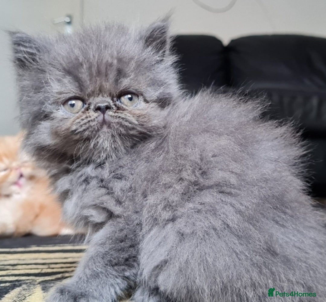 Persian cats for sale: Beautiful persian kittens  - Image 14