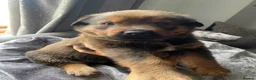 Mixed Breed dogs for sale: 🐾 Rottweiler x Belgian Malinois Puppies  - Advert 16