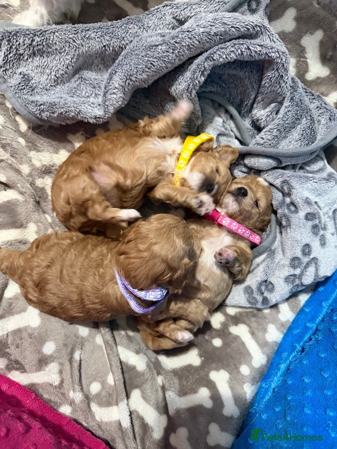 Maltipoo dogs for sale: Beautiful Tiny Maltipoo Tree girls 🐶🐾💝💝💝 - Advert 1