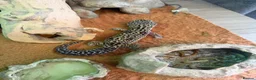 Leopard Gecko reptiles for sale: Mack Snow Leopard Gecko - Advert 7