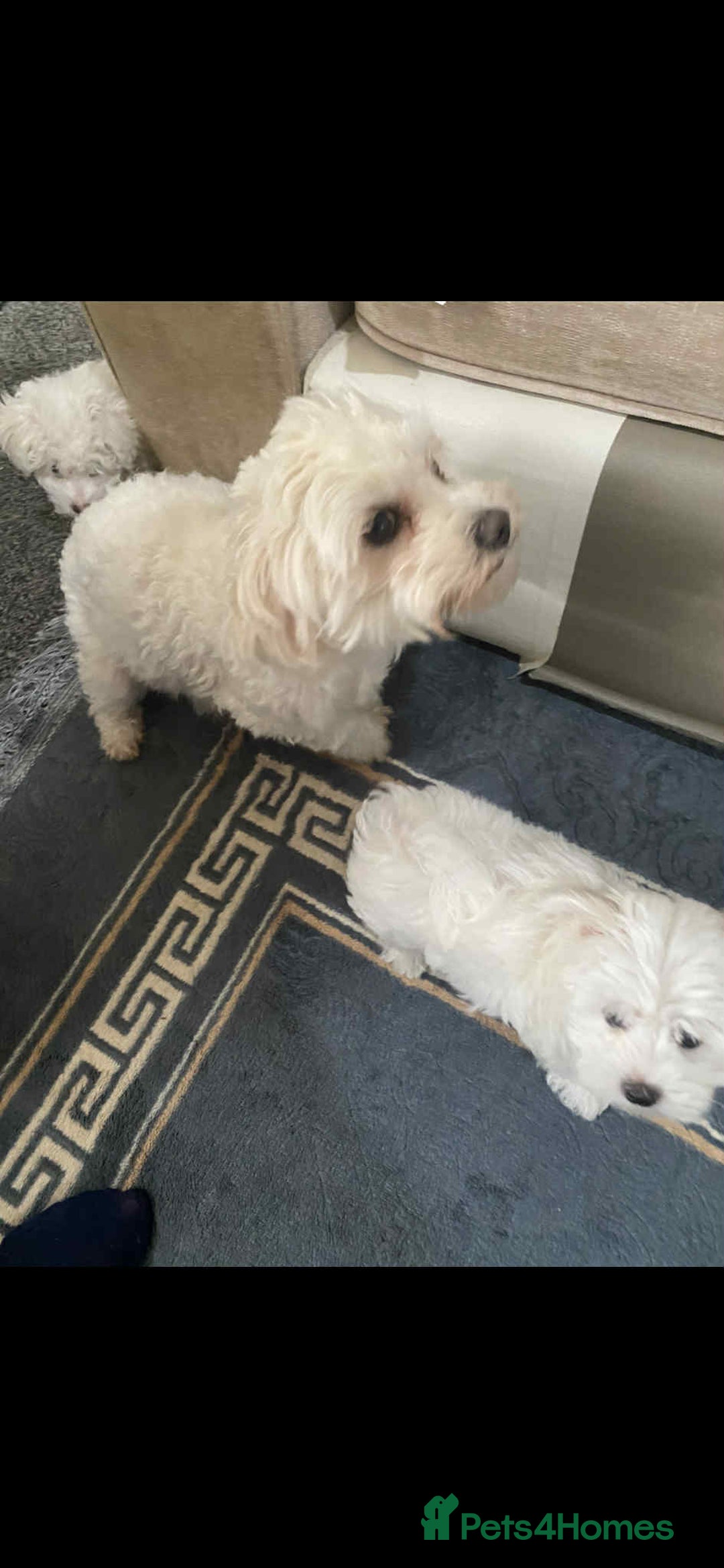 Bichon Frise dogs for sale: bichon malteze - Image 5