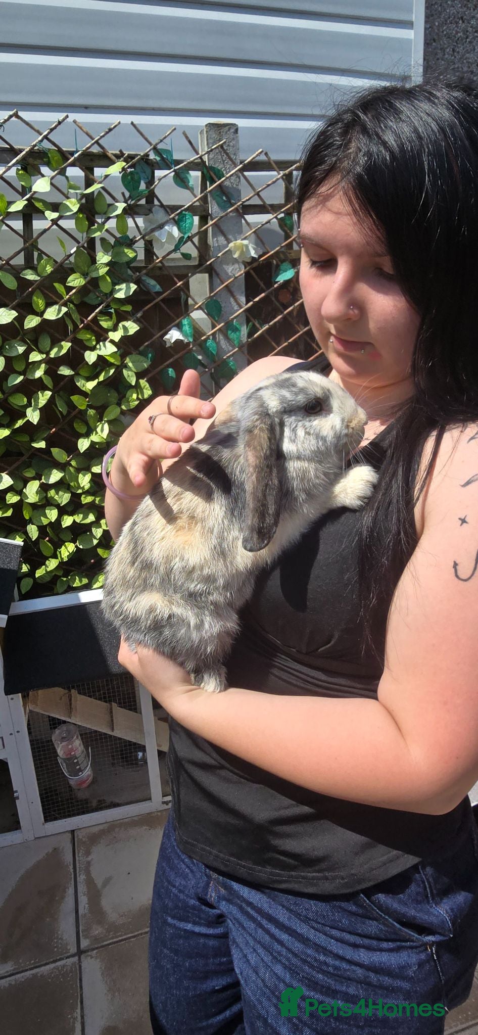 Mini Lop rabbits Male mini lop rabbit 13 weeks - Advert 18