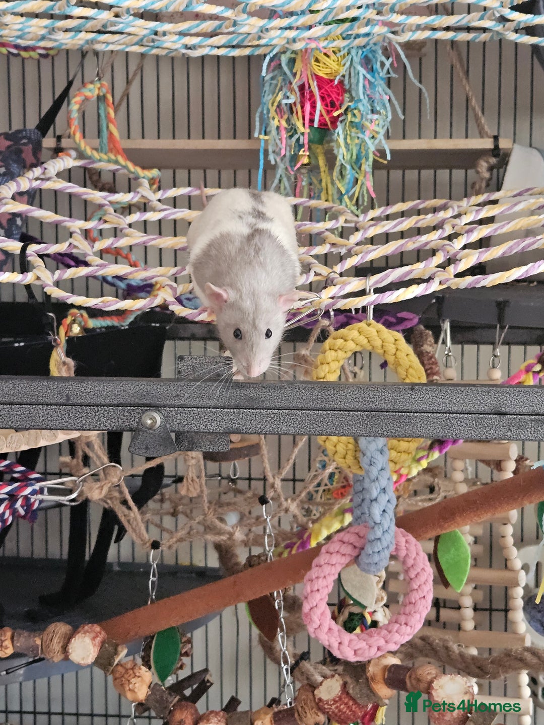 Rat rodents for sale: Rats  - Image 20
