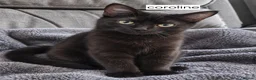 Mixed Breed cats for sale: Cats for sale - Advert 2